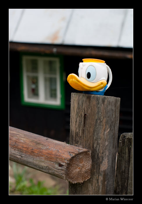 Kacer Donald.jpg