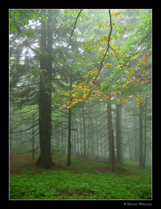 Cernavina 2009 15.jpg