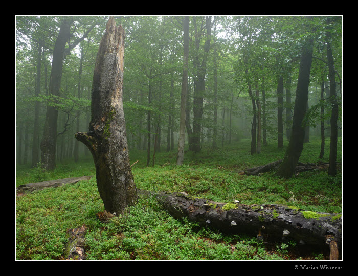 Cernavina 2009 16.jpg