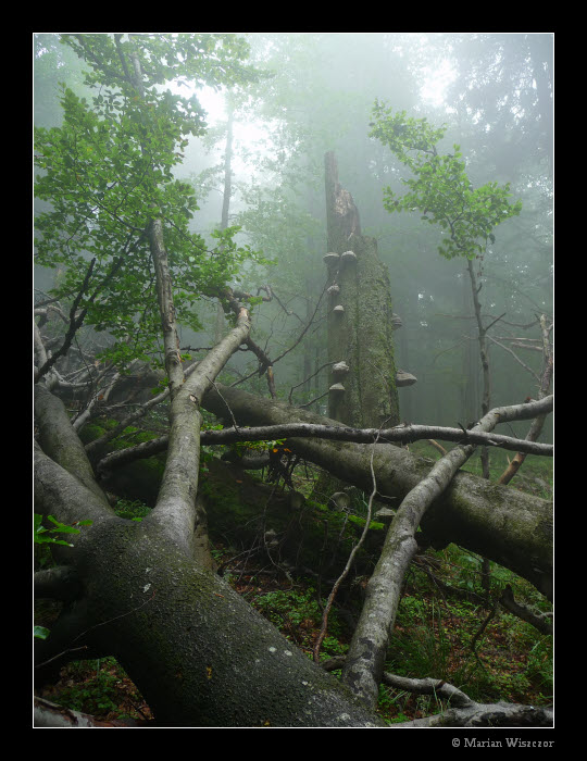 Cernavina 2009 21.jpg
