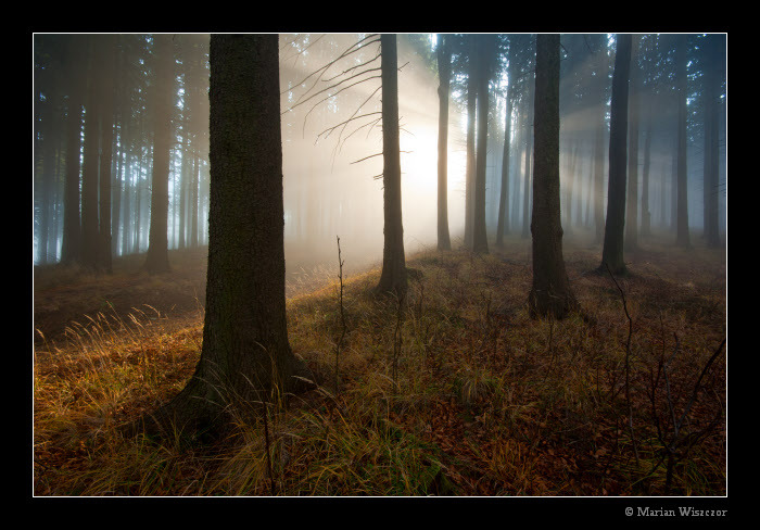 Prusvit 2010_9