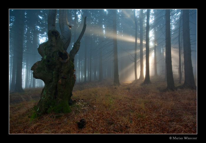 Prusvit 2010_91