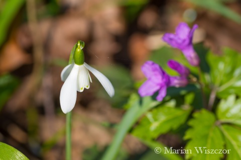 IMGP1177r (1)