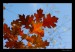 Dubove listi proti obloze.jpg